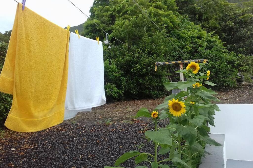 Sunflower Guest House - Madalena - Pico Sao Caetano  Extérieur photo