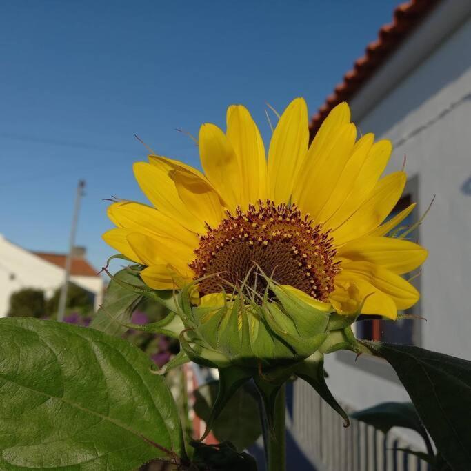 Sunflower Guest House - Madalena - Pico Sao Caetano  Extérieur photo